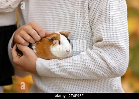 Kinderhände, Meerschweinchen im Freien halten, Herbstzeit Stockfoto