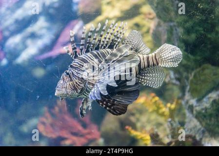Nahaufnahme eines Pterois, allgemein bekannt als Löwenfisch, wie sie im Aquarium zu sehen sind Stockfoto