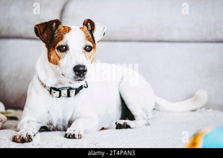 Kleiner Jack russell Terrier Rasse Hund sitzt auf dem Sofa Stockfoto