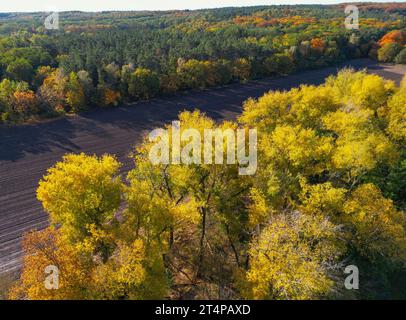 01. November 2023, Brandenburg, Frankfurt (oder): Herbstfarbene Bäume auf einem Feld (Luftaufnahme mit Drohne). Foto: Patrick Pleul/dpa Stockfoto