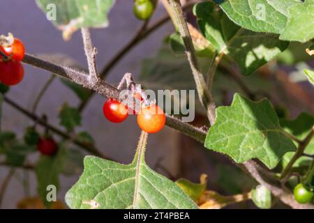 Rote Beeren von Solanum villosum, Rote Nachtschattenpflanze Stockfoto