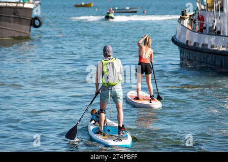 Hund, auf dem Paddelbrett, mit einer Auftriebshilfe auf dem Weg mit Paddelboardern bei der Old Leigh Regatta Veranstaltung an der Flussmündung der Themse, nahe Southend Stockfoto