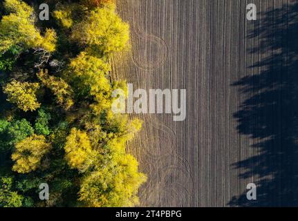 01. November 2023, Brandenburg, Frankfurt (oder): Herbstfarbene Bäume auf einem Feld (Luftaufnahme mit Drohne). Foto: Patrick Pleul/dpa Stockfoto