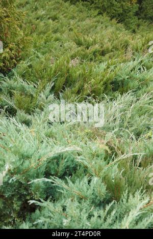 Landschaftsgestaltung Nadelbäumchen gemischt. Bäume und Sträucher in grünen Farben aus nächster Nähe Stockfoto