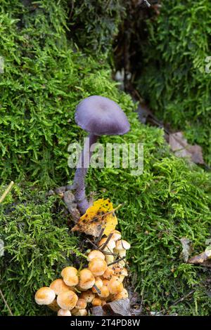 Amethyst Deceiver: Laccaria amethystina. Surrey, Großbritannien Stockfoto