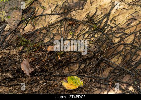 Honigpilz: Armillaria mellea. "Bootlace"-Myzel. Cornwall, Großbritannien Stockfoto