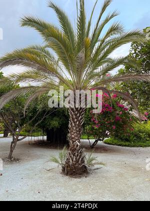 Blick auf eine wunderschöne junge Dattelpalme im Garten während des Tages. Stockfoto