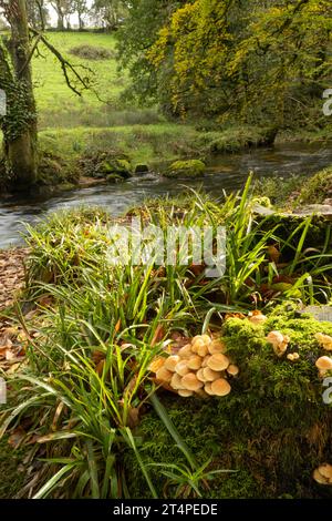 Sulphur Tuft: Hypholoma fasciculare. River Fowey, Cornwall, Großbritannien Stockfoto