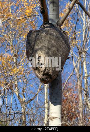 Leeres Wespennest an einer Birke an einem kühlen Herbsttag in einem kanadischen Wald. Stockfoto