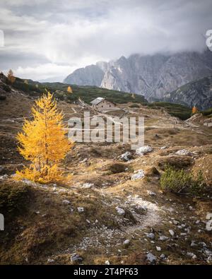 Berghütte im Alpental umgeben von goldenen Lärchen, Dolomiten, Italien, vertikaler Schuss Stockfoto