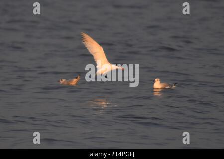 QINGDAO, CHINA - 1. NOVEMBER 2023 - Ein chinesischer Schützenseer fischt auf dem Wasser in einem Fischerhafen in der Hongdao Straße, Bezirk Chengyang, Qingdao, Osten Stockfoto