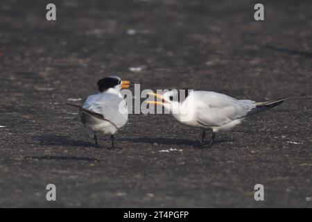QINGDAO, CHINA - 1. NOVEMBER 2023 - Ein junger chinesischer Schopfvogel (R) bittet um Nahrung von einem erwachsenen Vogel in einem Fischerhafen in der Hongdao Street, Chengy Stockfoto