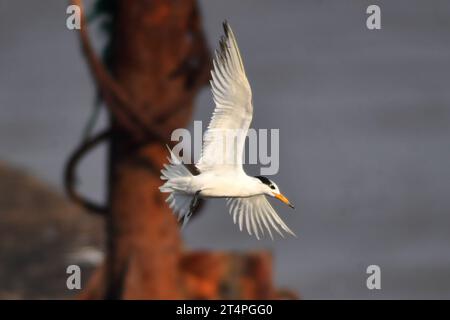 QINGDAO, CHINA - 1. NOVEMBER 2023 - Ein chinesischer Schützenseer fliegt an einem Fischerhafen in der Hongdao Straße, Bezirk Chengyang, Qingdao, Provinz Shandong, Stockfoto
