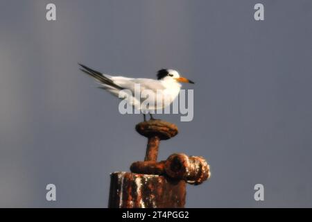 QINGDAO, CHINA - 1. NOVEMBER 2023 - Ein chinesischer Schützenseer blickt aus einer Höhe auf einen Fischerhafen in der Hongdao Straße, Bezirk Chengyang, Qingdao, S Stockfoto