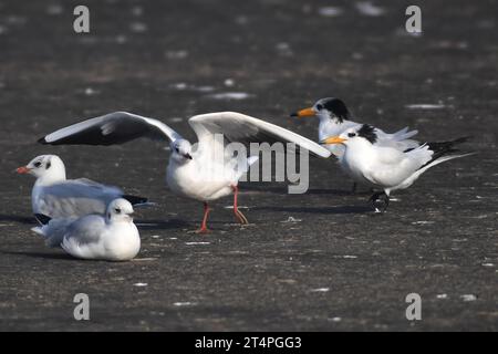QINGDAO, CHINA - 1. NOVEMBER 2023 - zwei junge Chinesische Schimmelseeren (R) und Rotschnabelmöwen sitzen in einem Fischerhafen in der Hongdao Straße, Chengyang Stockfoto