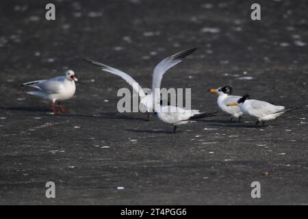 QINGDAO, CHINA - 1. NOVEMBER 2023 - vier chinesische Zander auf einer Plattform an einem Fischerhafen in der Hongdao Straße, Bezirk Chengyang, Qingdao, SH Stockfoto