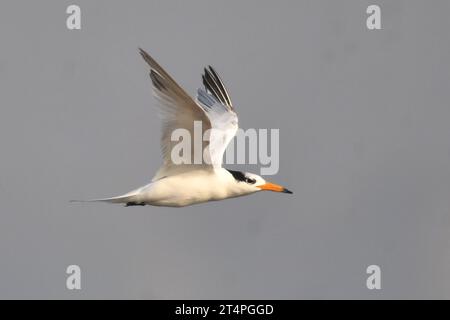 QINGDAO, CHINA - 1. NOVEMBER 2023 - Ein chinesischer Schützenseer fliegt an einem Fischerhafen in der Hongdao Straße, Bezirk Chengyang, Qingdao, Provinz Shandong, Stockfoto