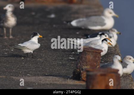 QINGDAO, CHINA - 1. NOVEMBER 2023 - vier chinesische Zander auf einer Plattform an einem Fischerhafen in der Hongdao Straße, Bezirk Chengyang, Qingdao, SH Stockfoto
