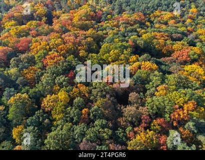 01. November 2023, Brandenburg, Frankfurt (oder): Herbstfarbene Laubbäume im Wald (Luftaufnahme mit Drohne). Foto: Patrick Pleul/dpa Stockfoto