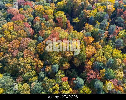 01. November 2023, Brandenburg, Frankfurt (oder): Herbstfarbene Laubbäume im Wald (Luftaufnahme mit Drohne). Foto: Patrick Pleul/dpa Stockfoto