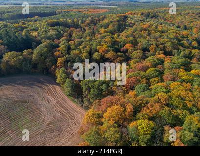 01. November 2023, Brandenburg, Frankfurt (oder): Herbstfarbene Laubbäume im Wald (Luftaufnahme mit Drohne). Foto: Patrick Pleul/dpa Stockfoto