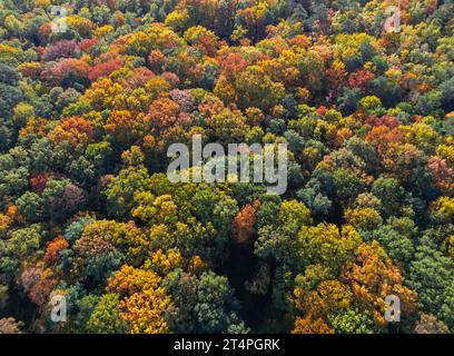 01. November 2023, Brandenburg, Frankfurt (oder): Herbstfarbene Laubbäume im Wald (Luftaufnahme mit Drohne). Foto: Patrick Pleul/dpa Stockfoto