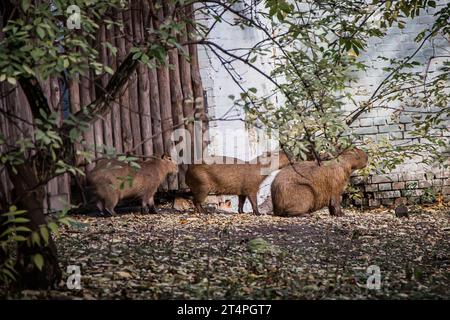 Familie Capybara im Zoo in Kiew, Ukraine. Stockfoto