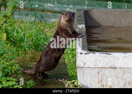 Eurasischer Otter (Lutra lutra) Erwachsener stehend auf Hinterbeinen im Gehege. Stockfoto