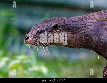 Eurasischer Otter (Lutra lutra) Erwachsenenporträt mit langen Whiskern. Stockfoto