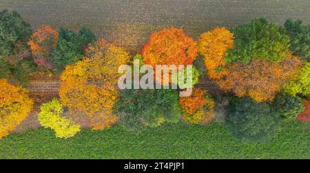 01. November 2023, Brandenburg, Frankfurt (oder): Herbstfarbene Laubbäume entlang einer Feldstraße (Luftaufnahme mit Drohne). Foto: Patrick Pleul/dpa Stockfoto