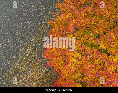 01. November 2023, Brandenburg, Frankfurt (oder): Ein Ahornbaum auf einem Feld wird im Herbst gefärbt (Luftaufnahme mit Drohne). Foto: Patrick Pleul/dpa Stockfoto