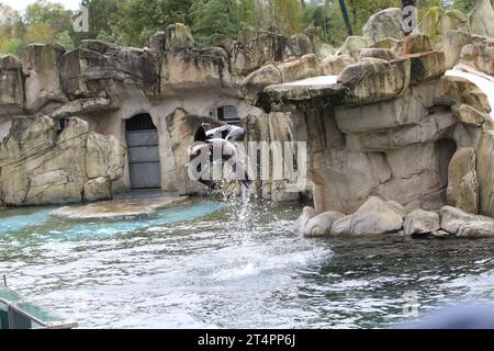 Äußerer Tageszoo beauval Sea Lion Jumping Show Animation Hochsprung Abfallvermeidung Tierpfleger im Wasserbecken Otariidae Stockfoto