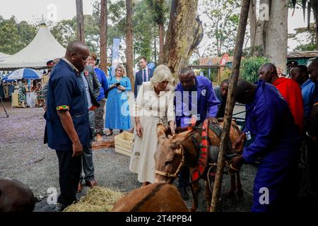 Nairobi, Kenia. November 2023. Königin Camilla berührt einen Esel während eines Besuchs im Brooke Esel-Heiligtum in Nairobi. Königin Camilla und König Karl III. Sind auf Einladung von Präsident William Ruto zu einem Staatsbesuch in Kenia. Quelle: SOPA Images Limited/Alamy Live News Stockfoto