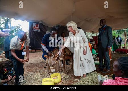 Nairobi, Kenia. November 2023. Königin Camilla berührt einen Esel während eines Besuchs im Brooke Esel-Heiligtum in Nairobi. Königin Camilla und König Karl III. Sind auf Einladung von Präsident William Ruto zu einem Staatsbesuch in Kenia. Quelle: SOPA Images Limited/Alamy Live News Stockfoto