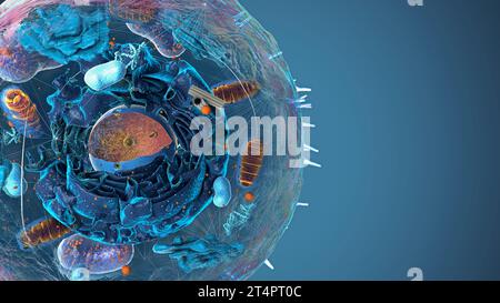 Untereinheiten in eukaryotischen Zellen, Zellkern und Organellen sowie Plasmamembran - 3d-Illustration Stockfoto