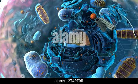 Untereinheiten in eukaryotischen Zellen, Zellkern und Organellen sowie Plasmamembran - 3d-Illustration Stockfoto