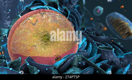 Organellen in Eukaryote, Fokus auf Kern - 3d-Illustration Stockfoto