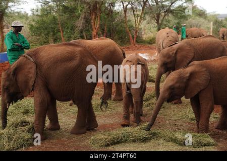 Sheldrick Wildlife Trust Elephant Waisenhaus im Nairobi National Park, wo Königin Camilla am zweiten Tag des Staatsbesuchs in Kenia etwas über die Arbeit des Trust in der Erhaltung und Erhaltung von Wildtieren und geschützten Gebieten in ganz Kenia erfahren wollte. Bilddatum: Mittwoch, 1. November 2023. Stockfoto