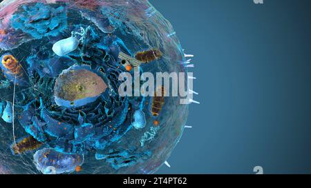 Untereinheiten in eukaryotischen Zellen, Zellkern und Organellen sowie Plasmamembran - 3d-Illustration Stockfoto