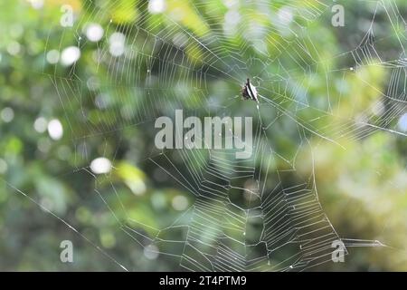 Wunderschöner Blick auf das Spinnennetz mit einer weiblichen Spinnweben (Gasteracantha Cancriformis), die in der Mitte des Netzes sitzt Stockfoto