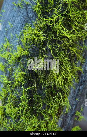 Wolf Flechten am Myrtle Creek Trail, Malheur National Forest, Oregon Stockfoto