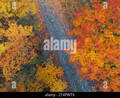 Briesen, Deutschland. 31. Oktober 2023. Herbstfarbene Laubbäume in einem Wald (aus der Vogelperspektive mit einer Drohne). Quelle: Patrick Pleul/dpa/Alamy Live News Stockfoto