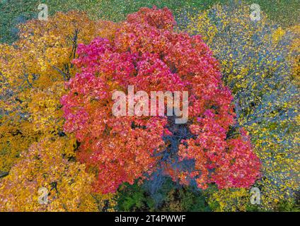 Briesen, Deutschland. 31. Oktober 2023. Herbstfarbene Laubbäume in einem Wald (aus der Vogelperspektive mit einer Drohne). Quelle: Patrick Pleul/dpa/Alamy Live News Stockfoto