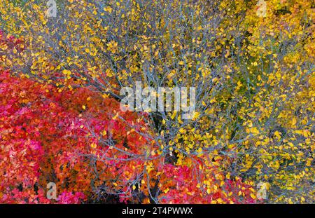 Briesen, Deutschland. 31. Oktober 2023. Herbstfarbene Laubbäume in einem Wald (aus der Vogelperspektive mit einer Drohne). Quelle: Patrick Pleul/dpa/Alamy Live News Stockfoto