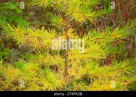 Westliche Lärche (Larix occidentalis) Nadeln entlang des Magone Lake Trail, Malheur National Forest, Oregon Stockfoto