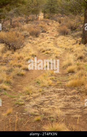 Santiam Wagon Road, Whychus Canyon Preserve, Oregon Stockfoto