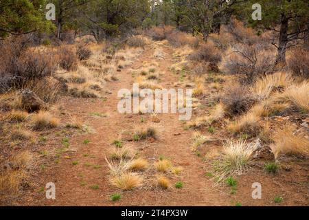Santiam Wagon Road, Whychus Canyon Preserve, Oregon Stockfoto