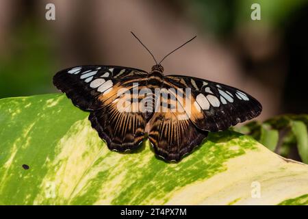 Asiatischer Clipper-Schmetterling (Parthenos sylvia), auf Blatt ruht. Flügel offen, orange und schwarz mit weißen Flecken. Auf der Insel Aruba. Stockfoto