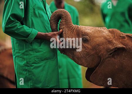 Sheldrick Wildlife Trust Elephant Waisenhaus im Nairobi National Park, wo Königin Camilla am zweiten Tag des Staatsbesuchs in Kenia etwas über die Arbeit des Trust in der Erhaltung und Erhaltung von Wildtieren und geschützten Gebieten in ganz Kenia erfahren wollte. Bilddatum: Mittwoch, 1. November 2023. Stockfoto