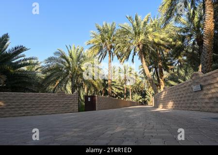 Spaziergang in der Mitte der Al Ain Oasis Dates Farm Stockfoto